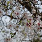 Amandier en fleurs