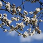 Amandier en fleurs