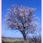 Amandier en fleurs ....