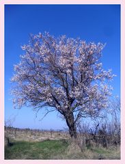 Amandier en fleurs ....