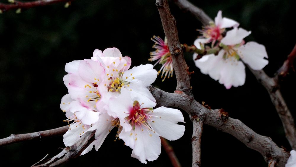 Amandier en Fleurs - Mandel blüht à Antibes 9 février 2016