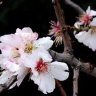 Amandier en Fleurs - Mandel blüht à Antibes 9 février 2016