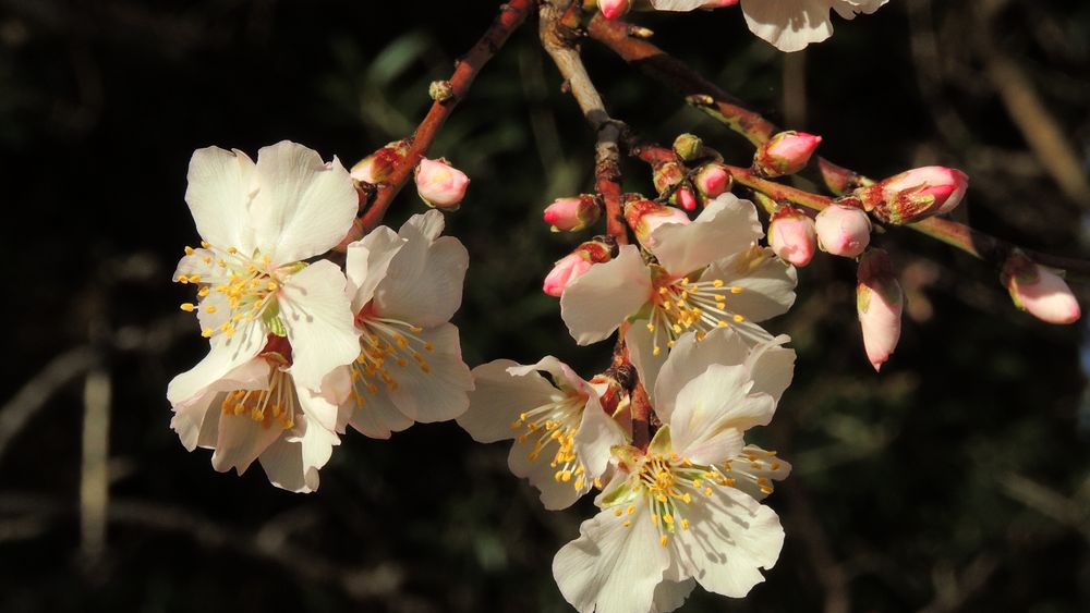 Amandier en Fleurs - Mandel Blumen "La Garoupe" Antibes