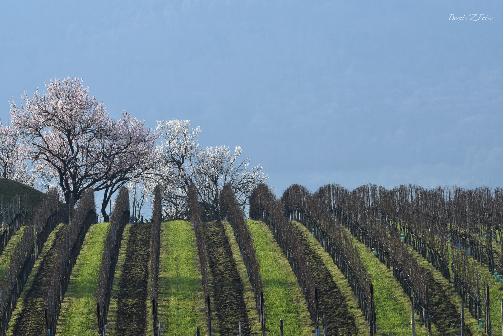 Amandiers dans les vignes