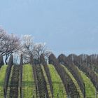 Amandiers dans les vignes