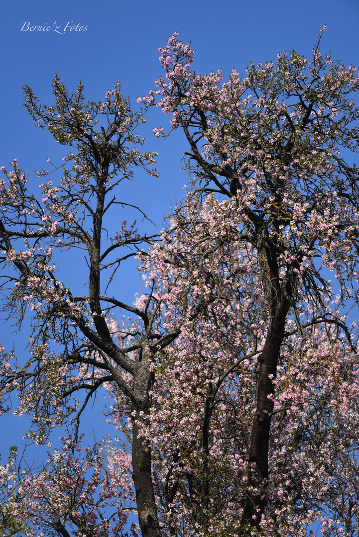 Amandiers en fleurs