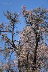 Amandiers en fleurs