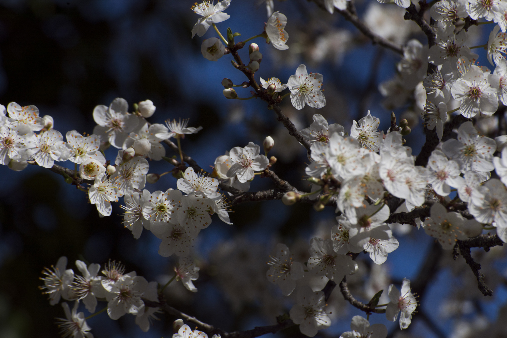 Amandiers en fleurs 