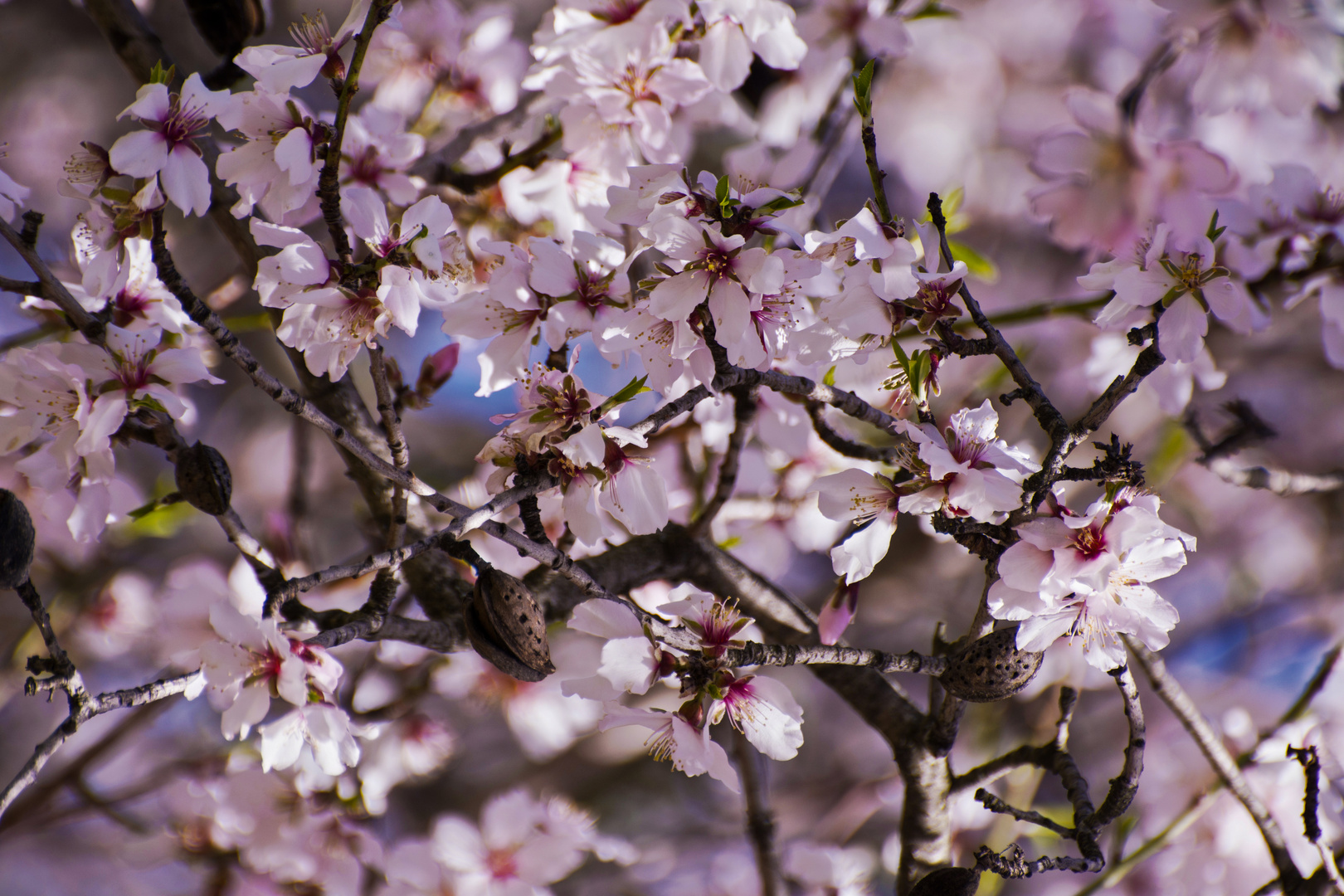 Amandiers en fleurs 