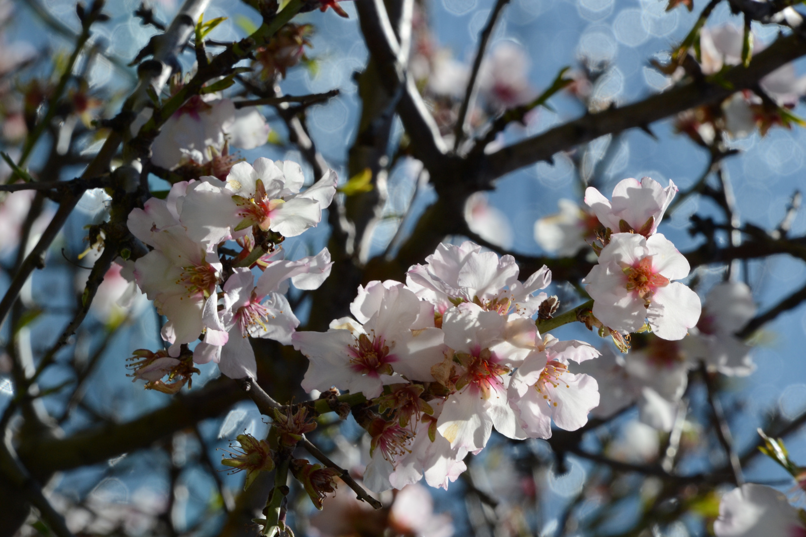 Amandiers en fleurs