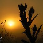 Amanece con niebla