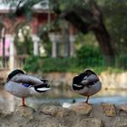 amanece en el parque, pareja de mandarines todavia durmiendo