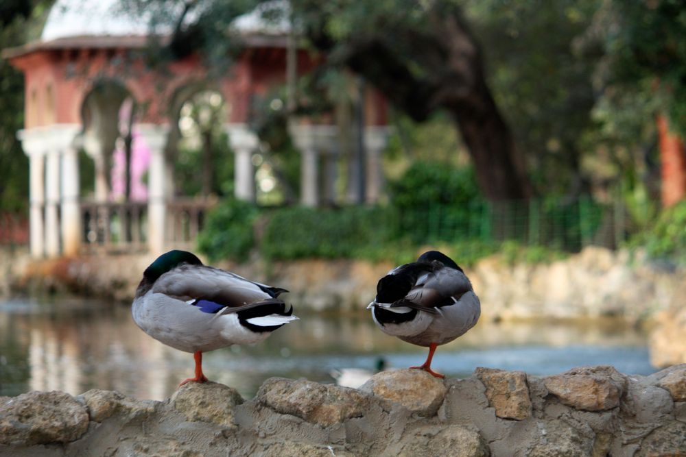 amanece en el parque, pareja de mandarines todavia durmiendo