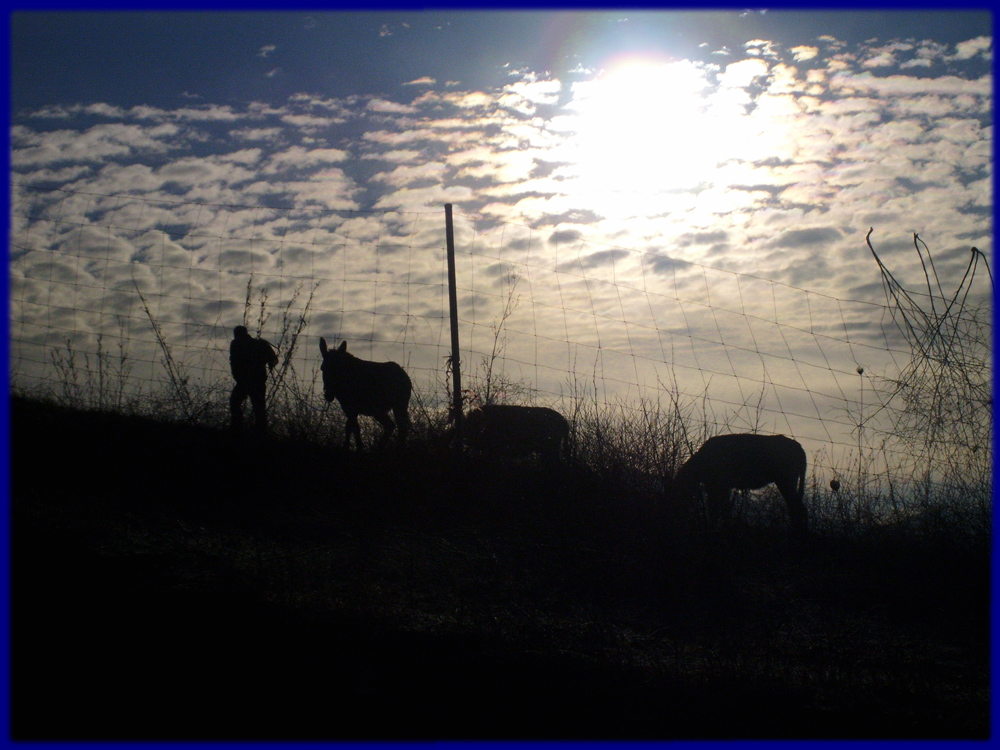 Amanecer de burros