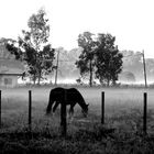 amanecer de pampa y niebla