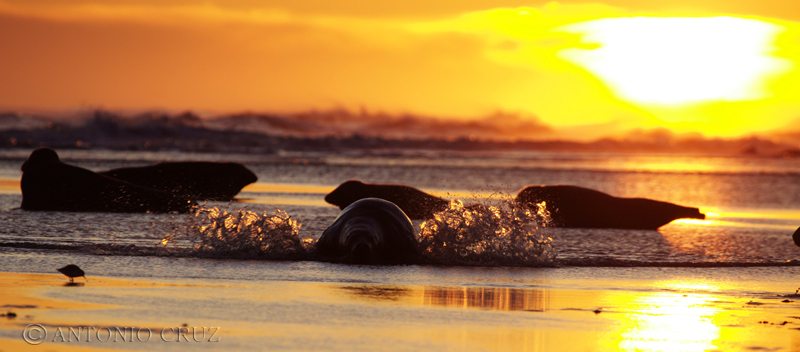 Amanecer en Donna Nook