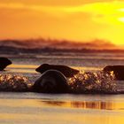 Amanecer en Donna Nook