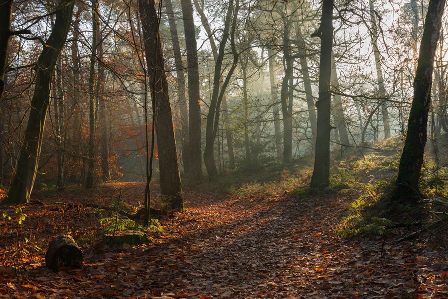 Amanecer en el bosque