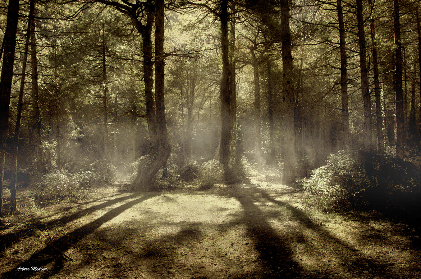 AMANECER EN EL BOSQUE