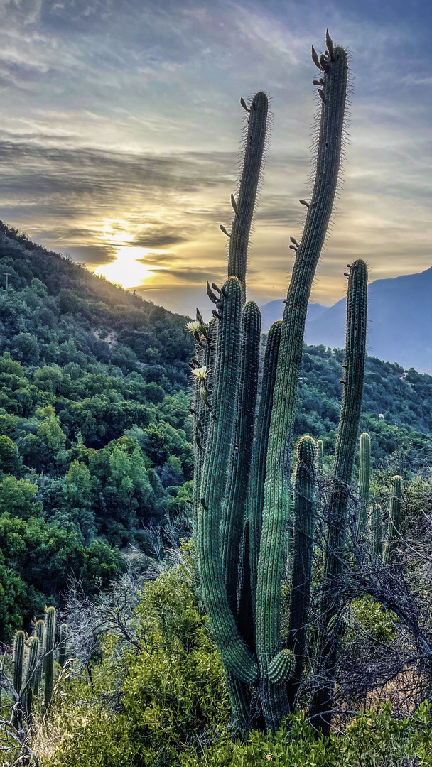 Amanecer en el canelo