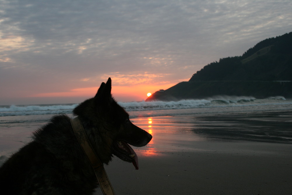 amanecer en la playa con min perro