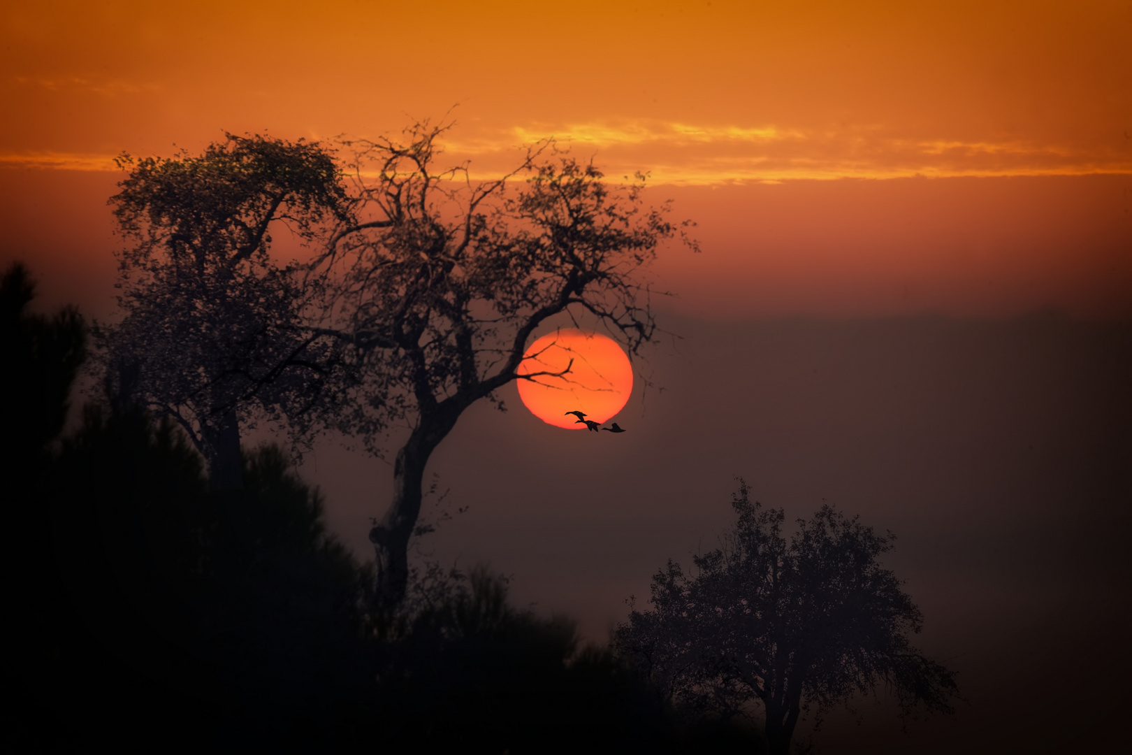 Amanecer entre Almendros 