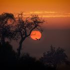 Amanecer entre Almendros 