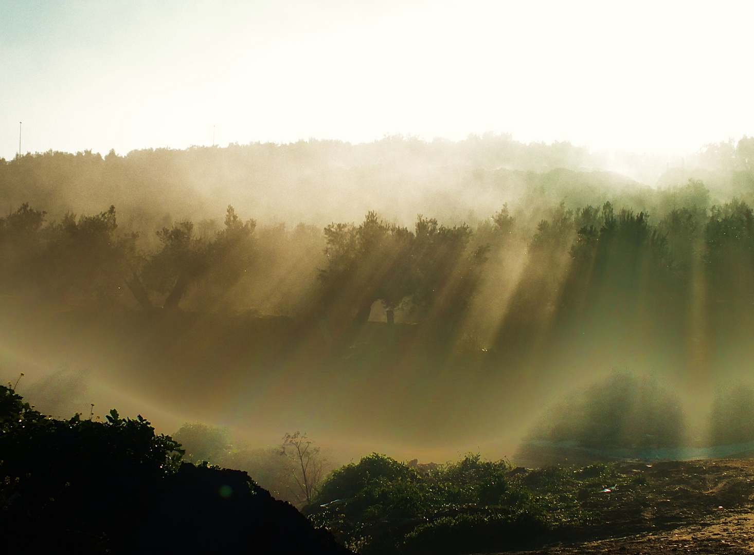 Amanecer entre niebla y olivos.