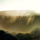 Amanecer entre niebla y olivos.