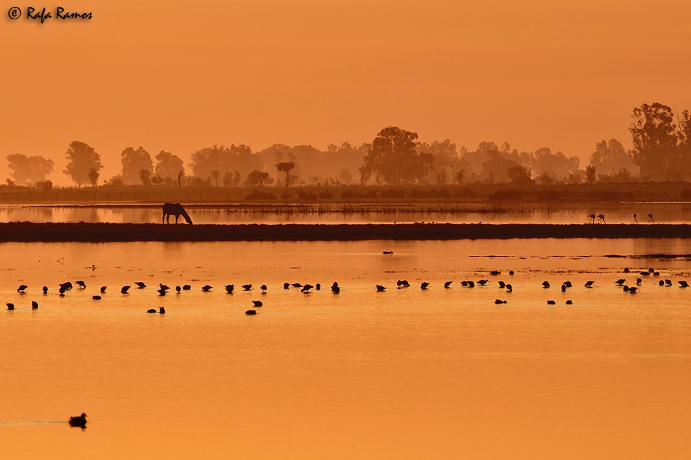 Amanecer marismeño