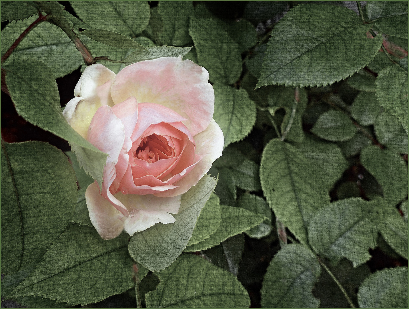 Amanecer ,rosa de mi pequenio jardin 