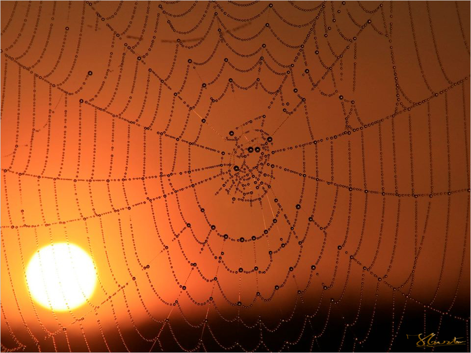 AMANECER SOBRE LA TELARAÑA......