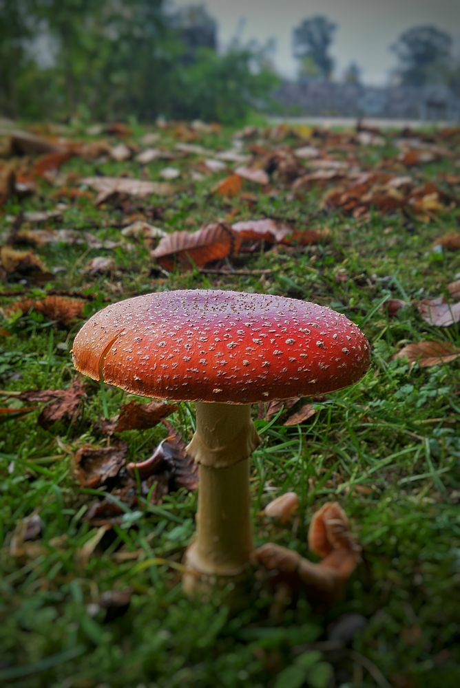 Amanita