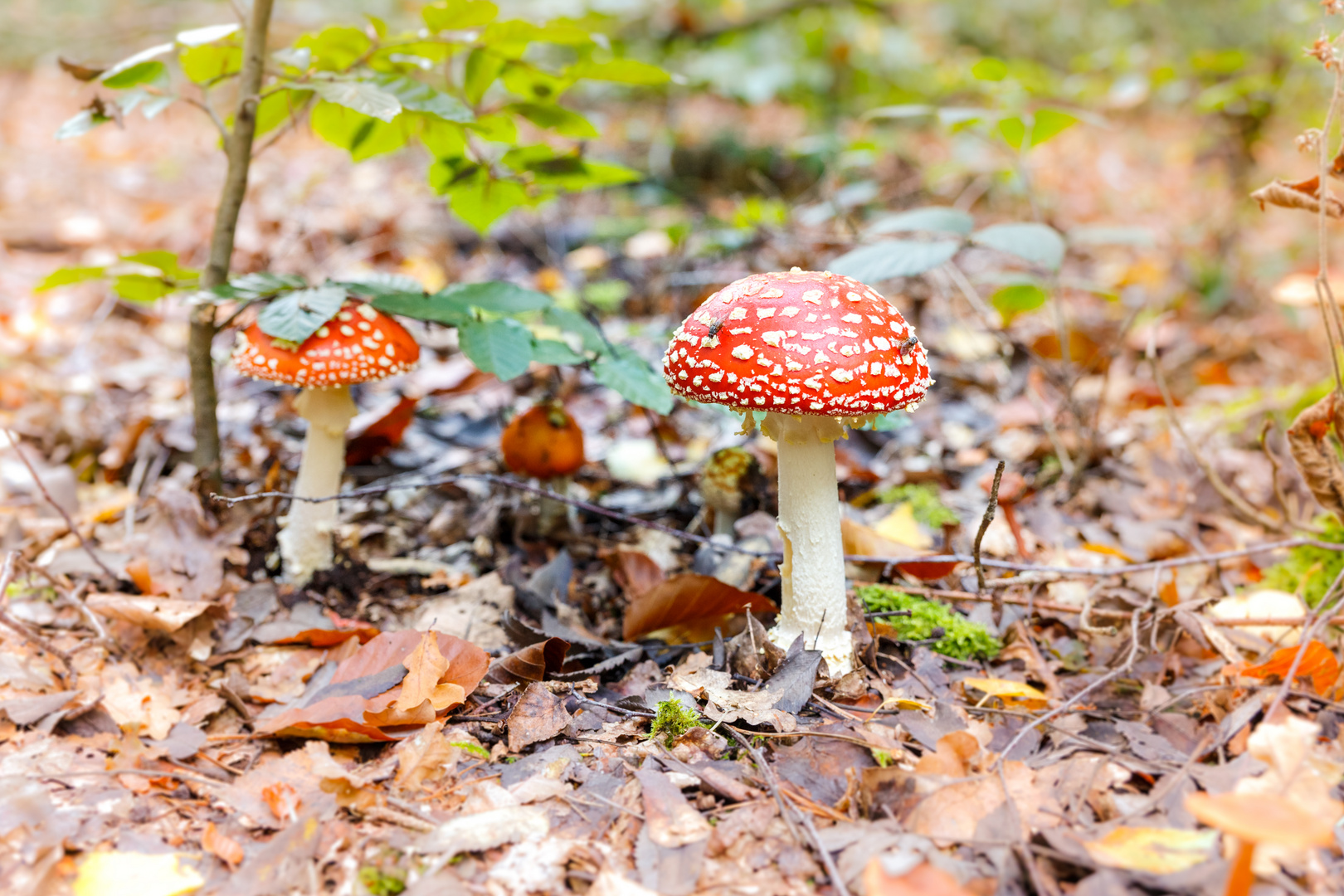  Amanita