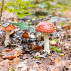  Amanita