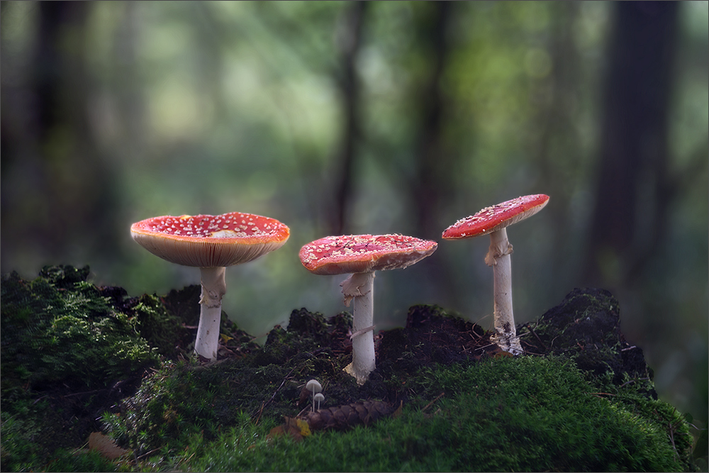 Amanita 2015