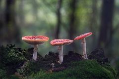 Amanita 2015