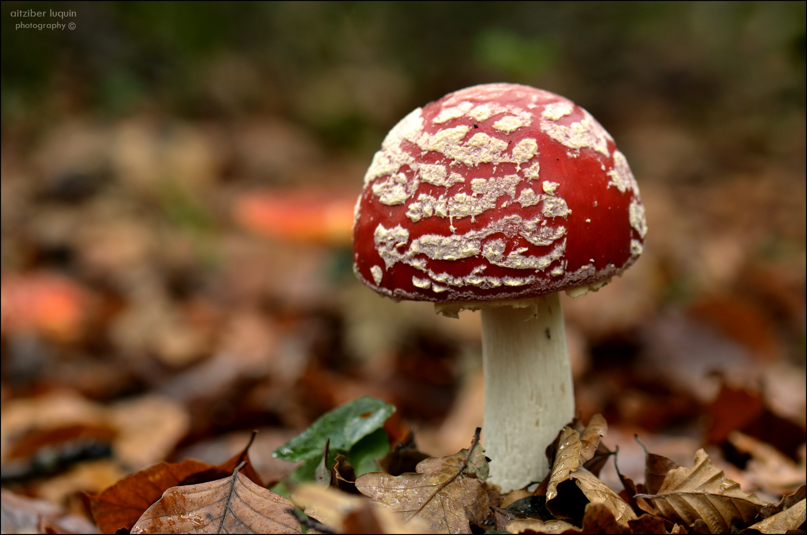 amanita