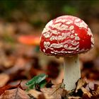 amanita