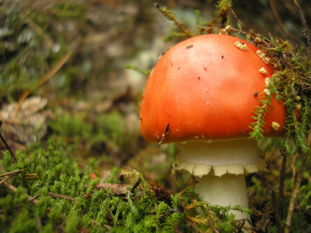 Amanita