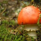 Amanita