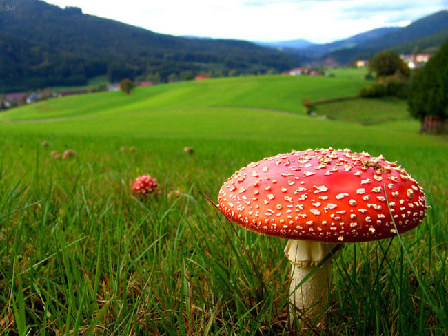 amanita