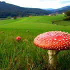 amanita