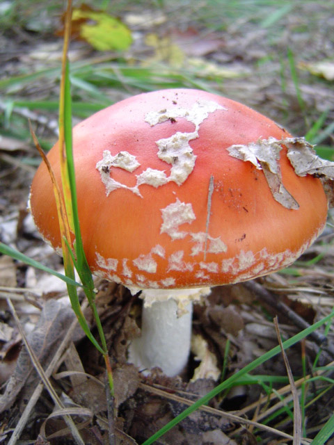 Amanita