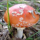 Amanita