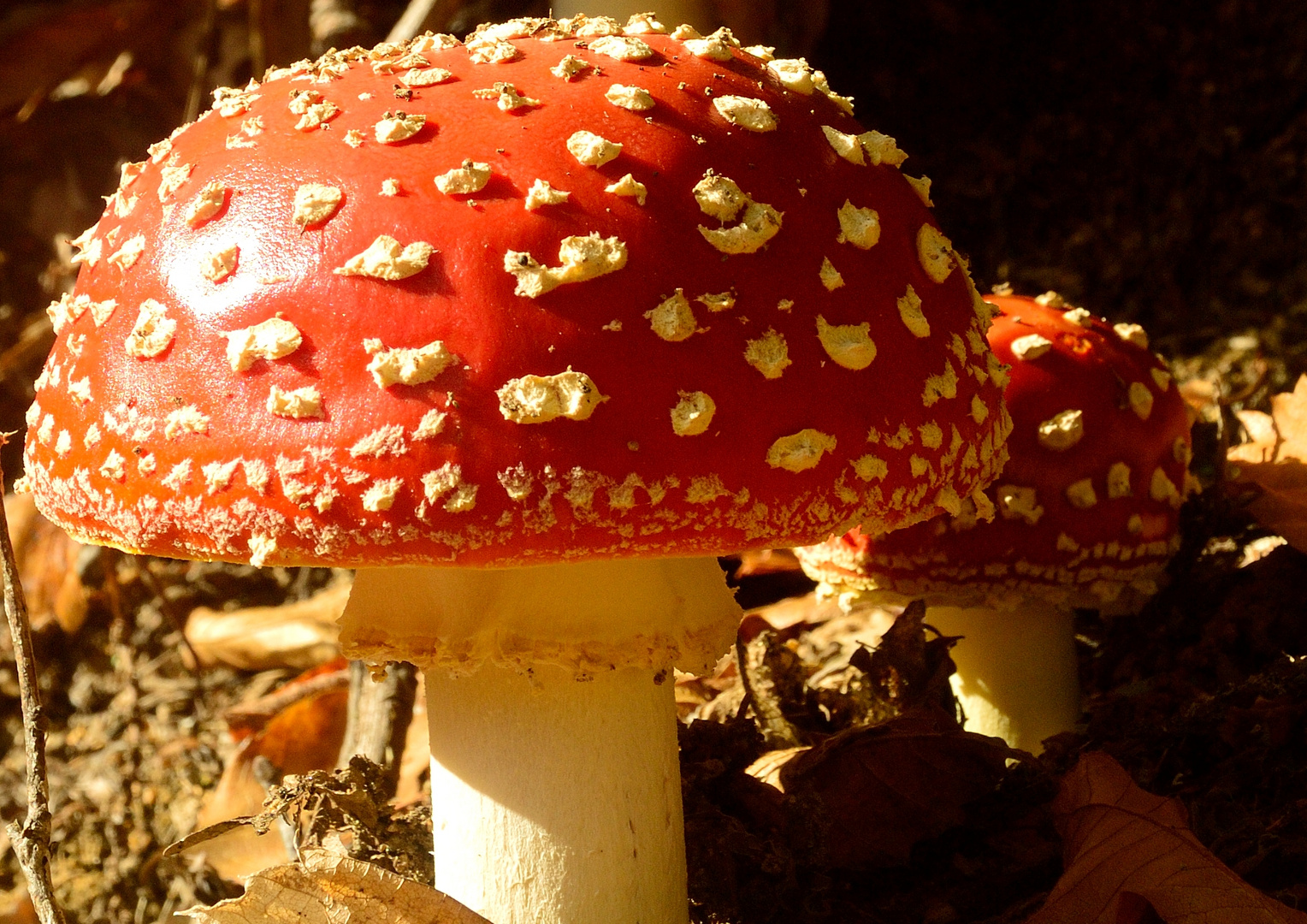 Amanita