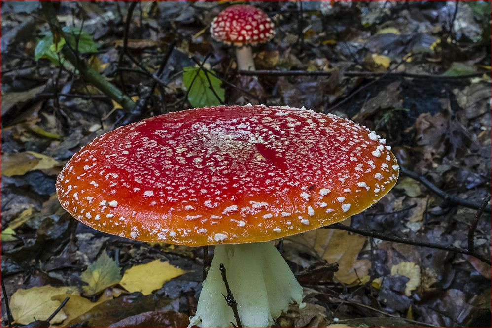 AMANITA