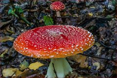 AMANITA