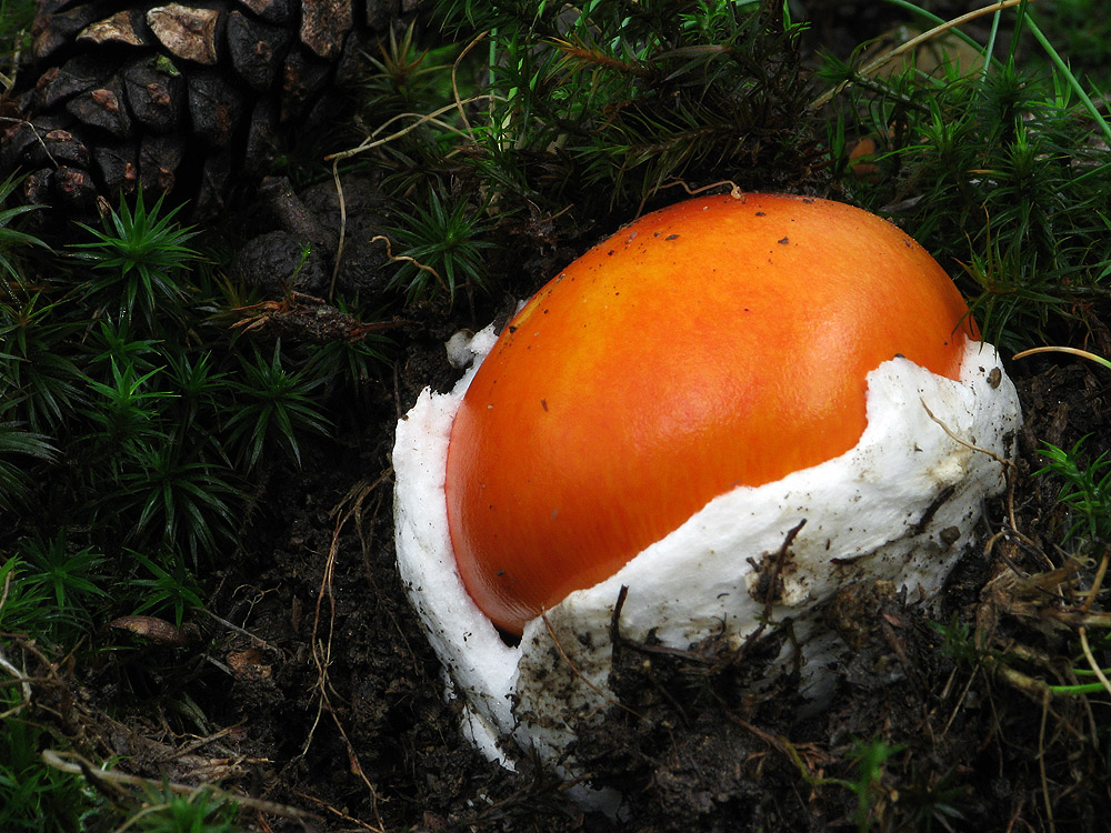 Amanita caesarea