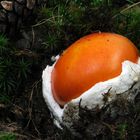 Amanita caesarea